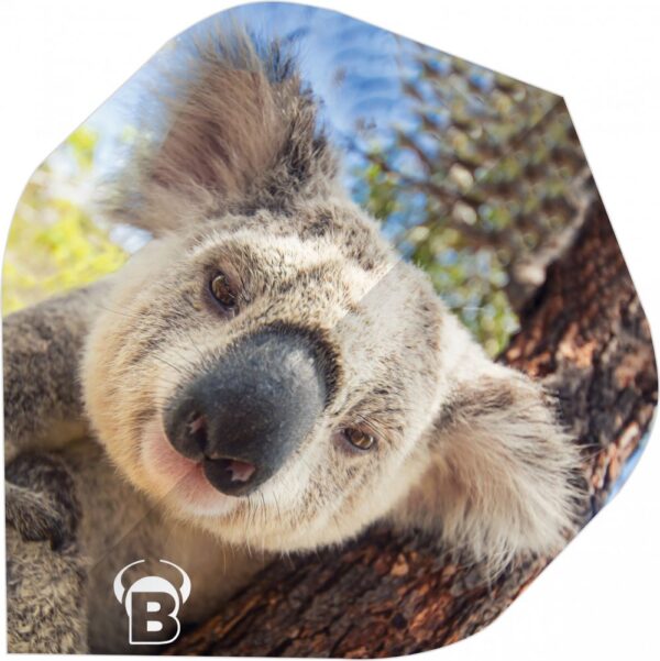 Bulls Motex Koala Flights